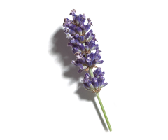 Ätherisches Öl aus Lavendel Ätherisches Öl aus Lavendel