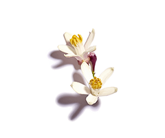 Ätherisches Öl aus Neroli Ätherisches Öl aus Neroli