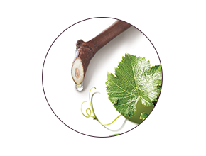 Viniferine