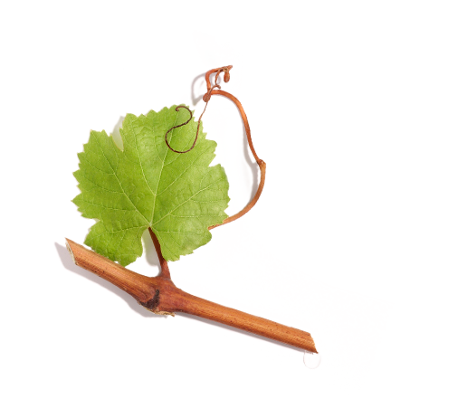 Viniférine