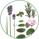 BIOLOGISCHE ÄTHERISCHE ÖLE