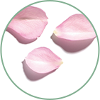 BIOLOGISCHES ROSENWASSER