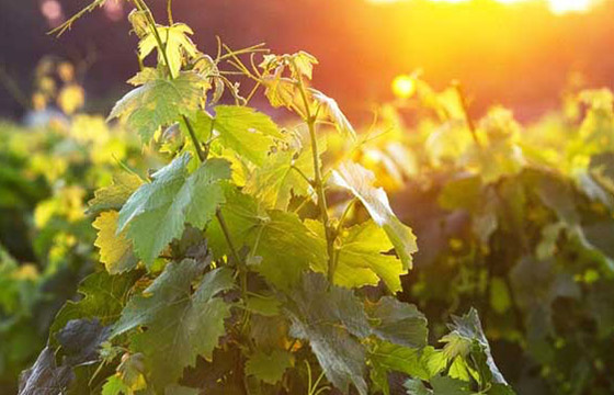 Small-scale wine-growers of Gironde