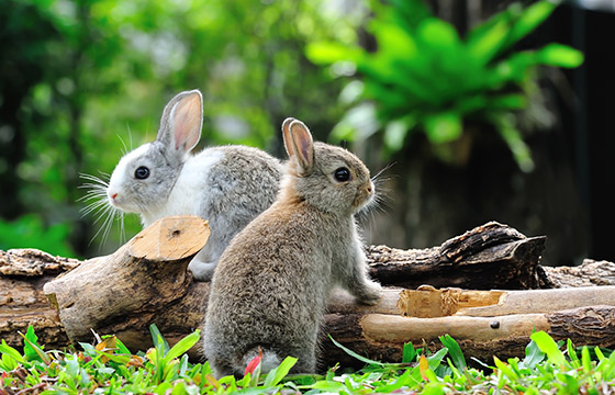 Animal protection